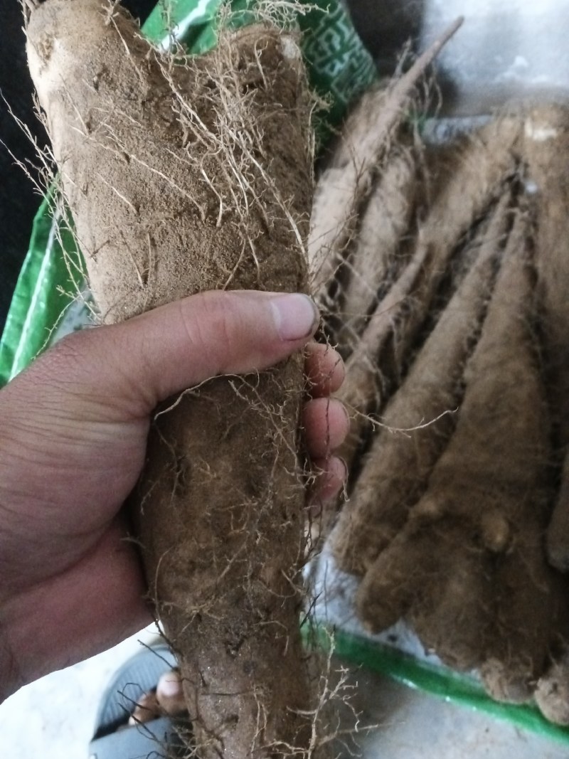 新白玉山药，打皮货，加工厂，短粗山药，白玉山药饼子佛手山