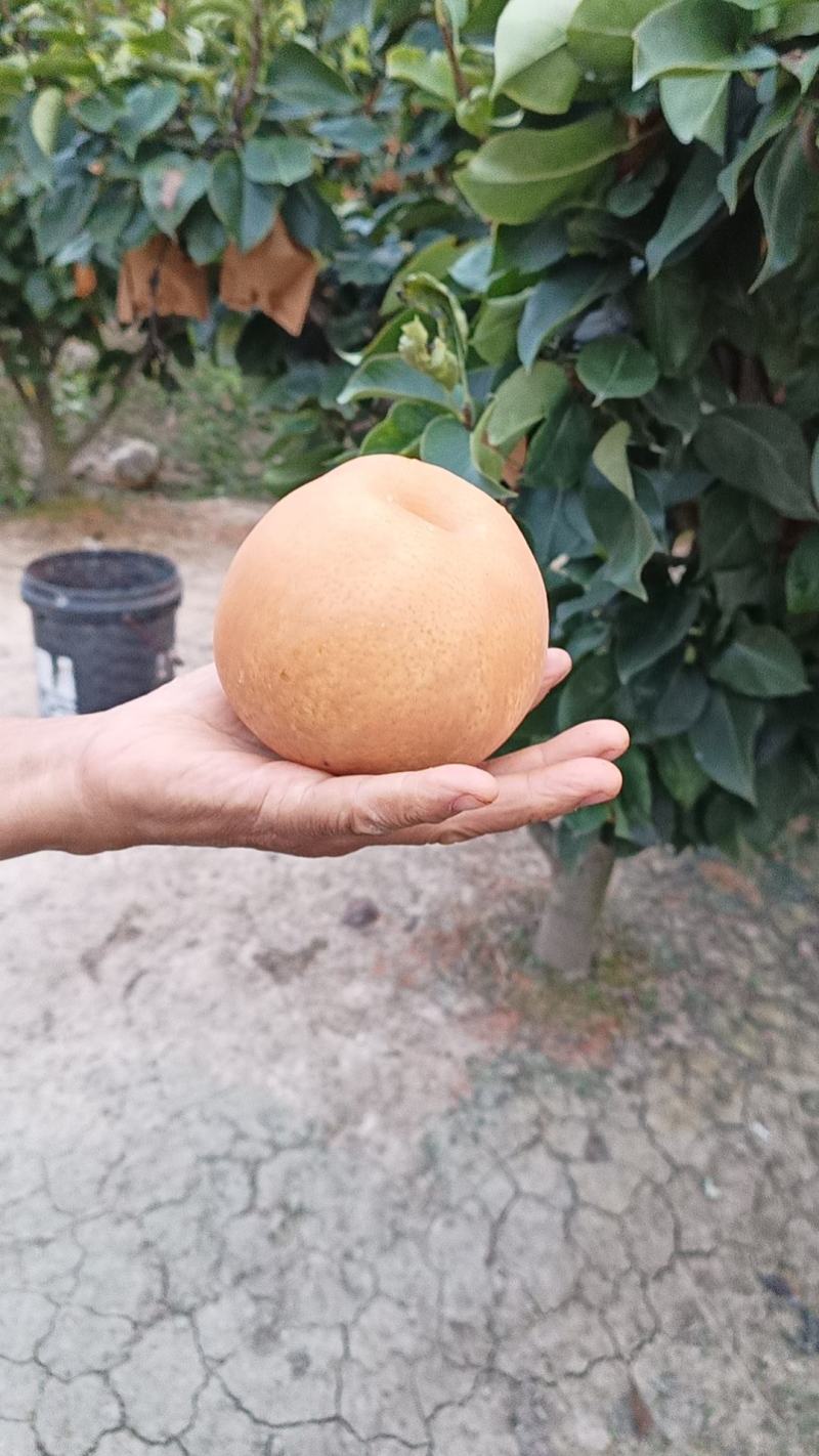 晚秋黄梨套袋