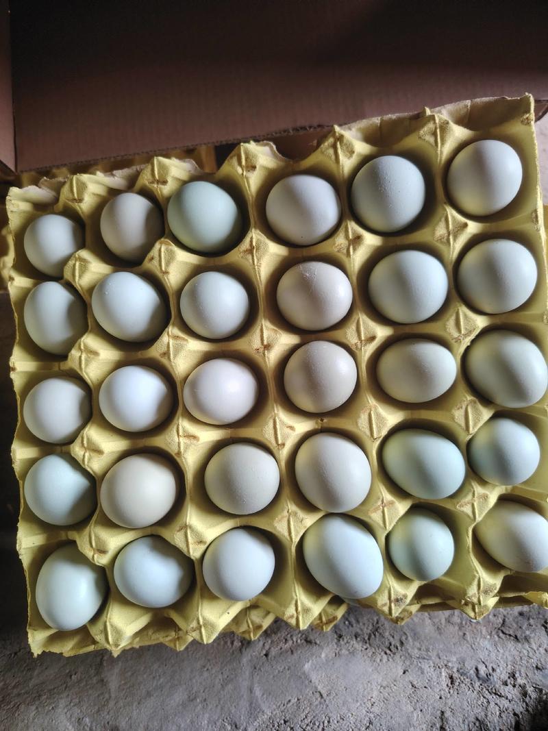 精品绿壳鸡蛋自己鸡场诚信经营品质保证欢迎致电