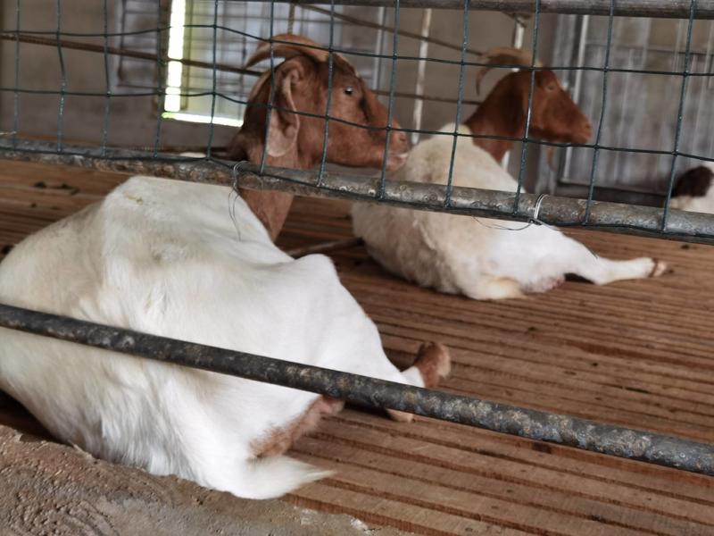 高山珍珠羊，多年养殖，质量保证支持视频看货
