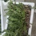 新鲜采挖蒲公英鲜菜，基地直供，量大优惠！
