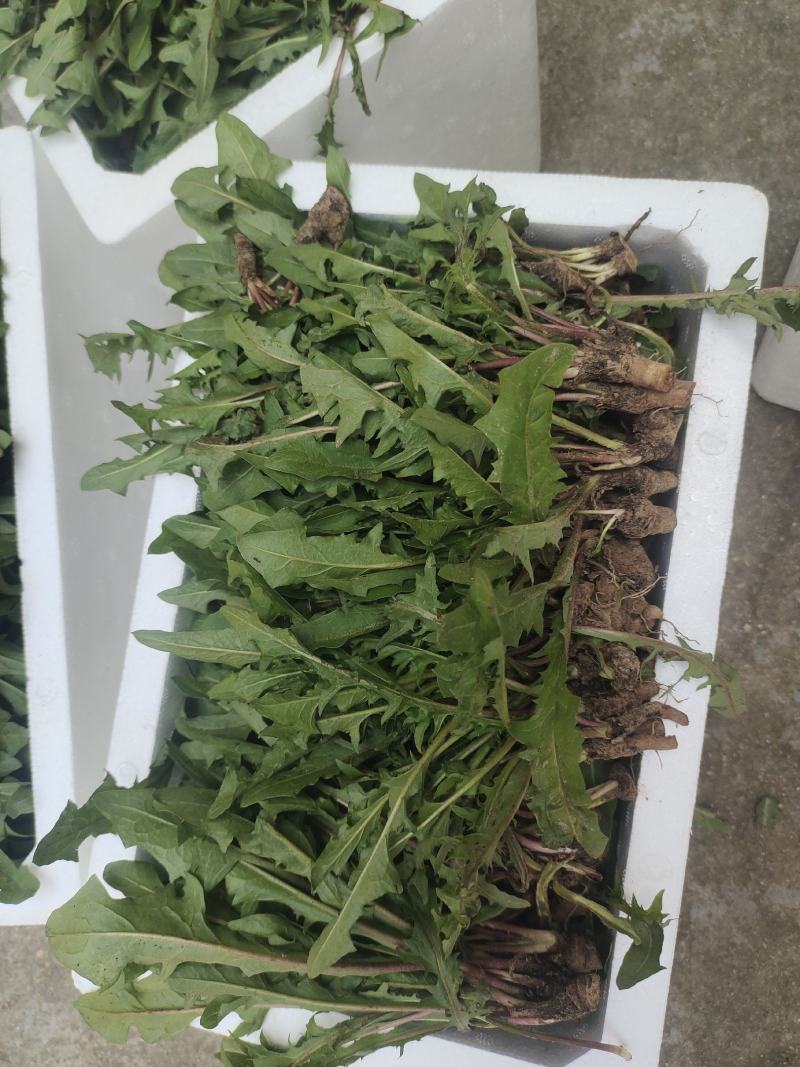 新鲜采挖蒲公英鲜菜，基地直供，量大优惠！