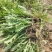 新鲜采挖蒲公英鲜菜，基地直供，量大优惠！
