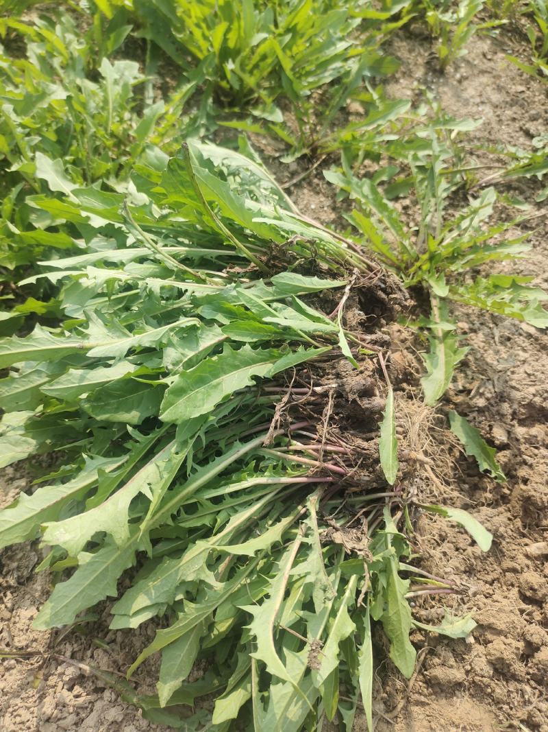 新鲜采挖蒲公英鲜菜，基地直供，量大优惠！