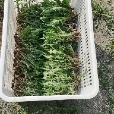 新鲜采挖蒲公英鲜菜，基地直供，量大优惠！