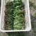 新鲜采挖蒲公英鲜菜，基地直供，量大优惠！