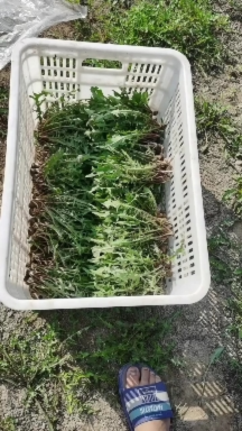新鲜采挖蒲公英鲜菜，基地直供，量大优惠！