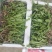 新鲜采挖蒲公英鲜菜，基地直供，量大优惠！