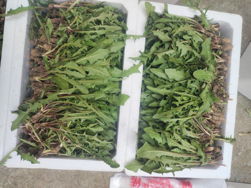 新鲜采挖蒲公英鲜菜，基地直供，量大优惠！