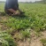 新鲜采挖蒲公英鲜菜，基地直供，量大优惠！