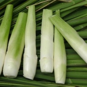 当季新品九月茭