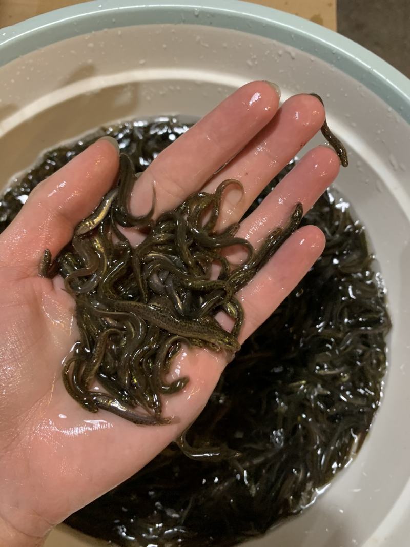 优选泥鳅苗好鱼苗鲲腾出产地直发全国供应技术支持