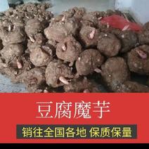 【推荐】贵州花魔芋一手货源规格齐全可视频欢迎来电
