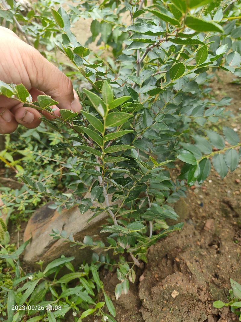 酸枣苗出售中，诚信经营，合作共赢