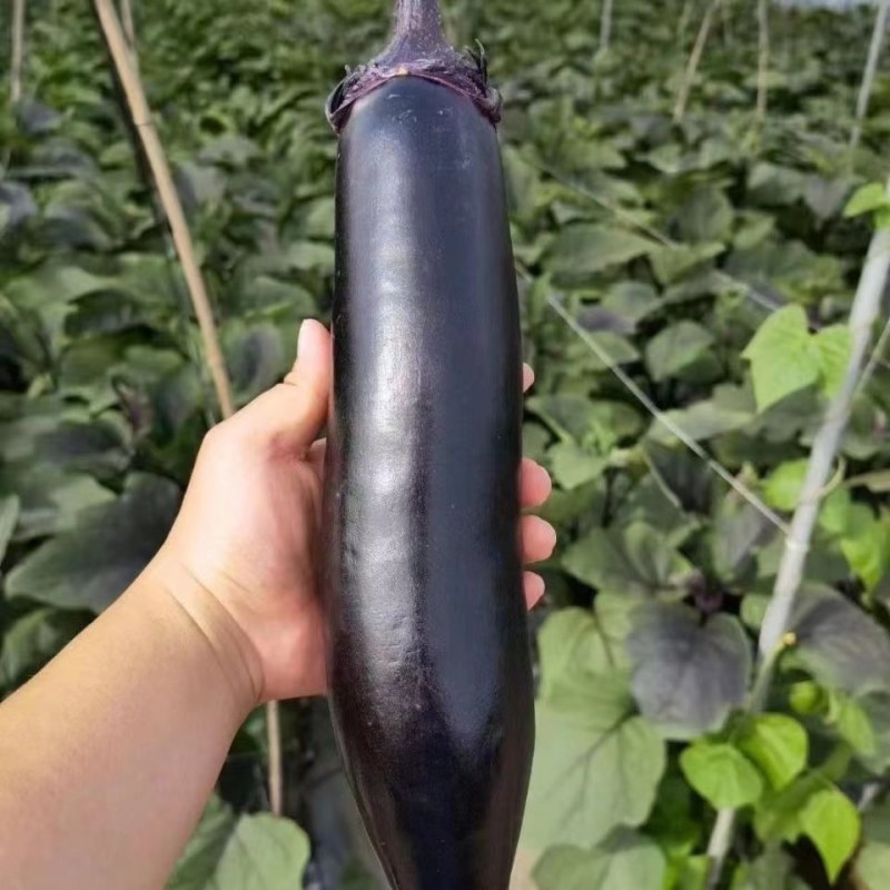 善茄黑烧烤茄子种子
