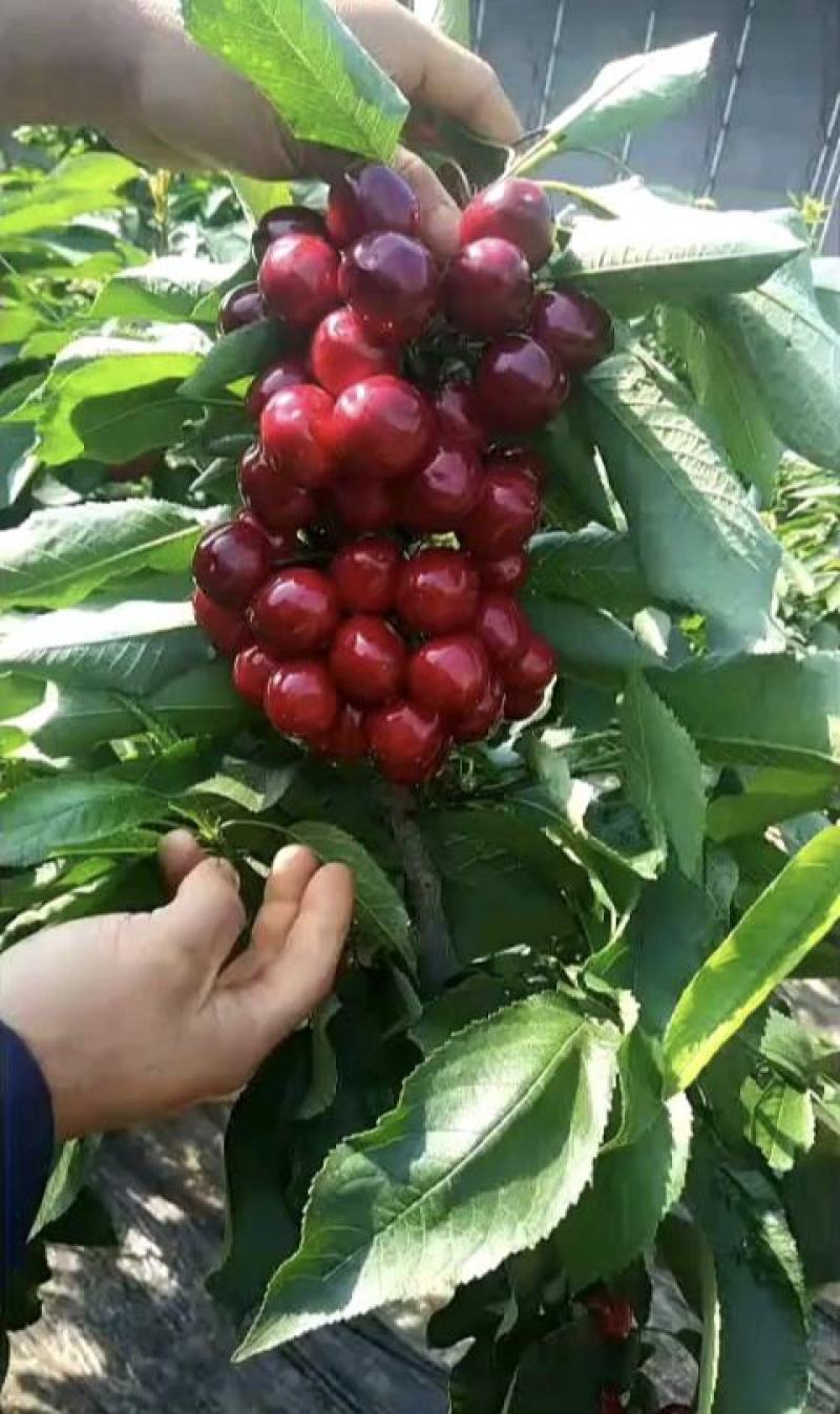 早熟樱桃品种有蜜露红灯火箭齐早樱桃苗