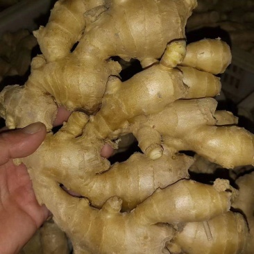 老姜，山洞地窖储存，货源充足，产地直供，可发全国各地