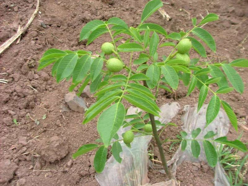 香玲核桃苗50~100cm1年以下