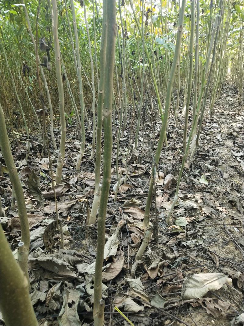 香玲核桃苗50~100cm1年以下