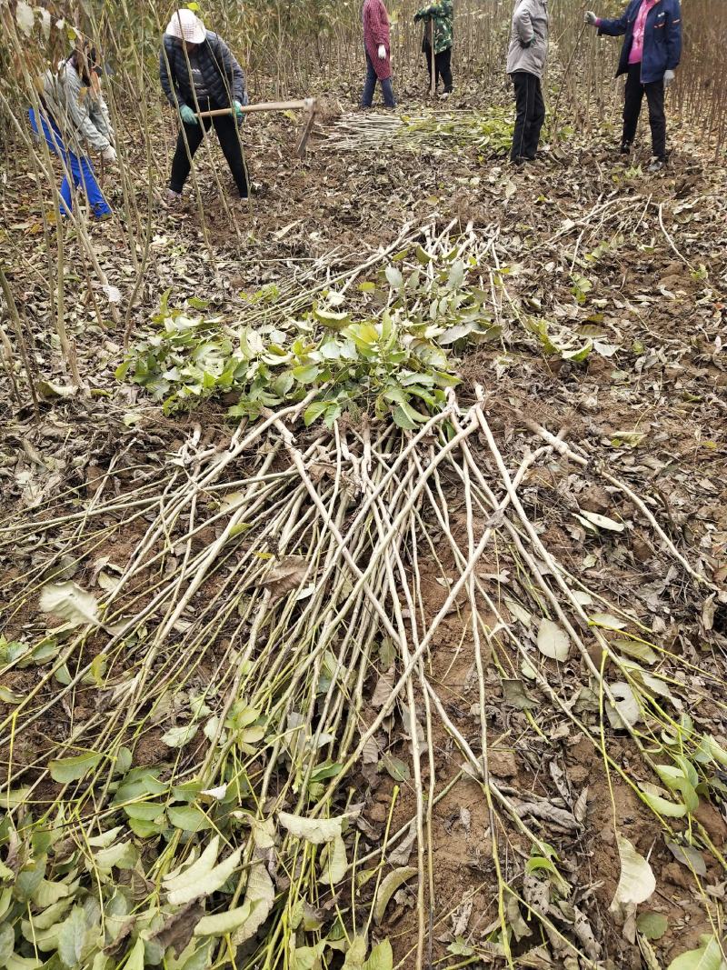 香玲核桃苗50~100cm1年以下