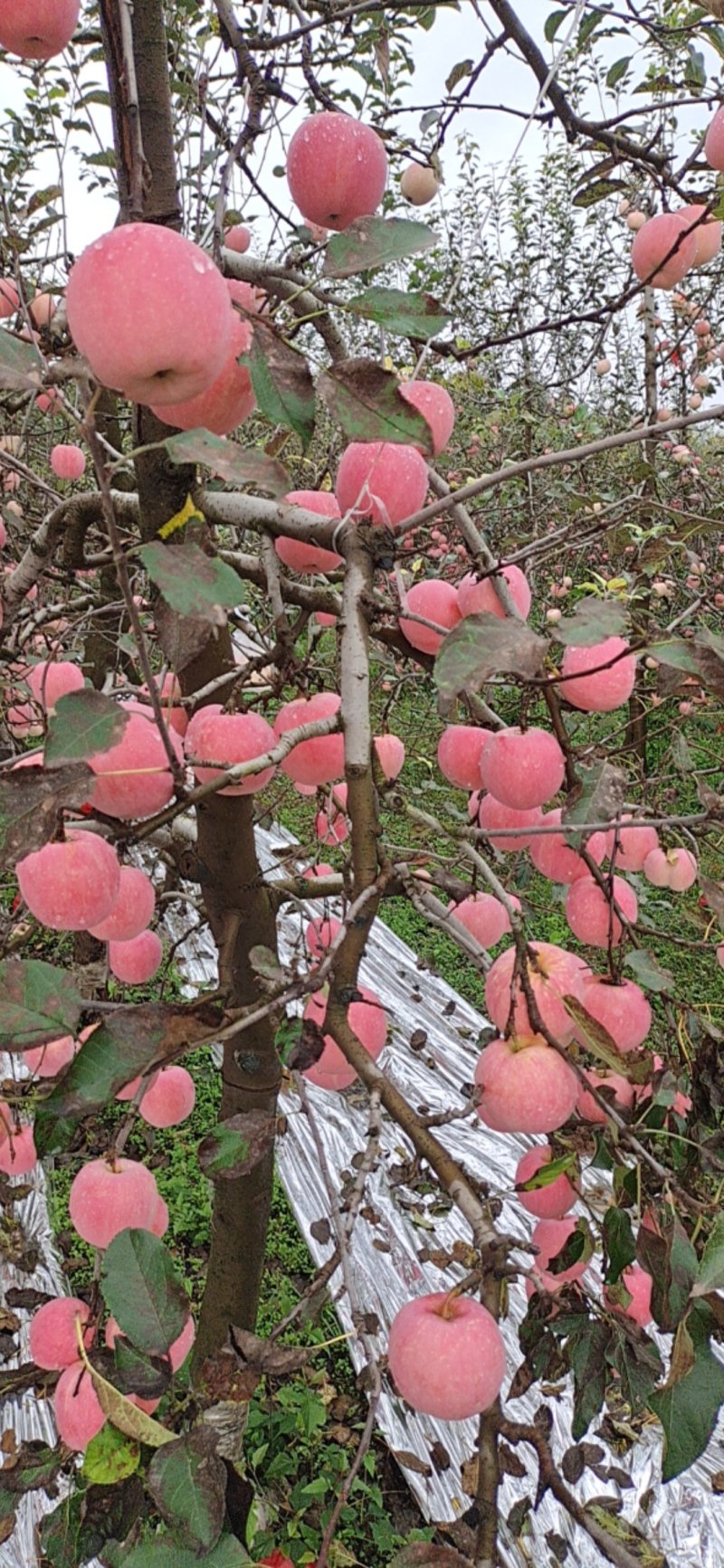 风翔苹果