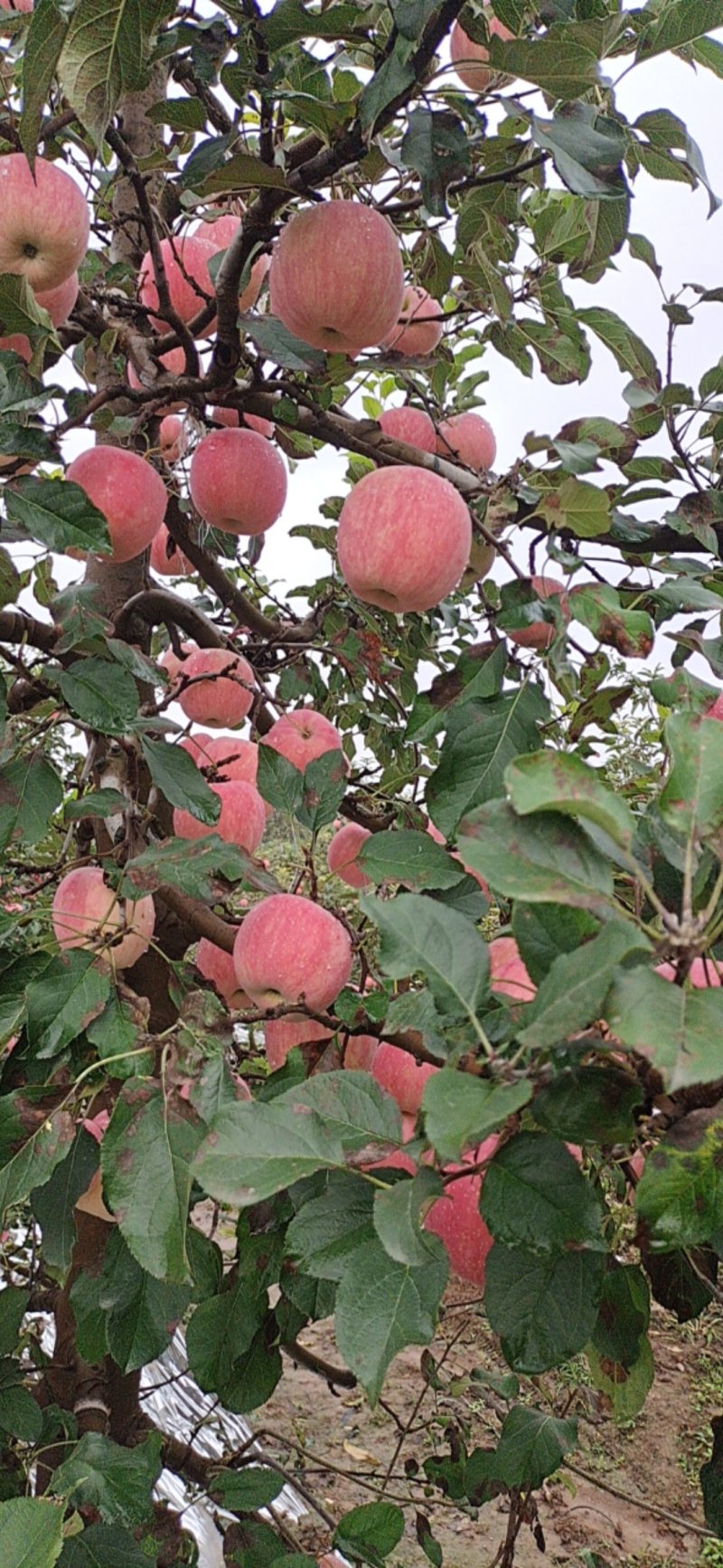 风翔苹果