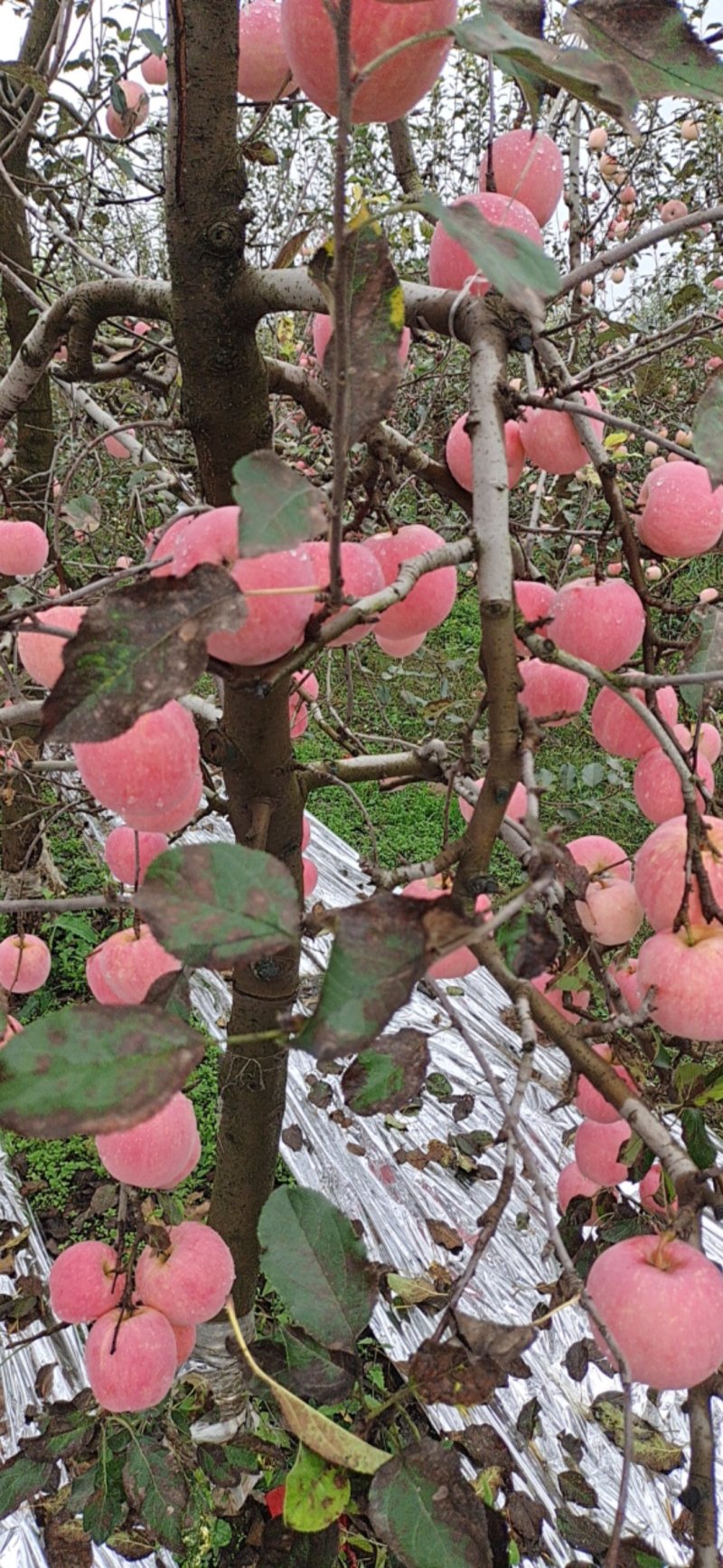 风翔苹果