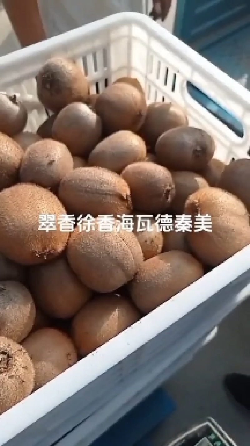 徐香猕猴桃基地批发量大以优欢迎光临