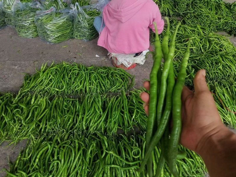 安阳内黄鲜辣椒-线椒品质好价格实惠欢迎采购