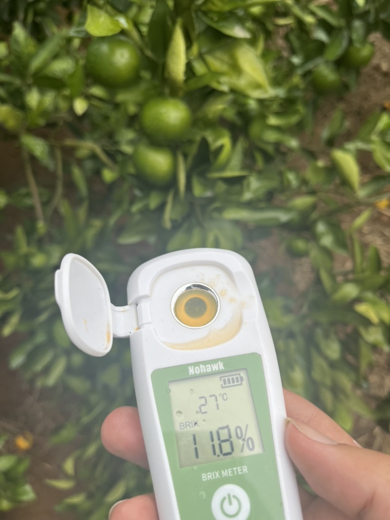 湖南蜜橘，常德国庆一号，产地大量供应，一手货源。