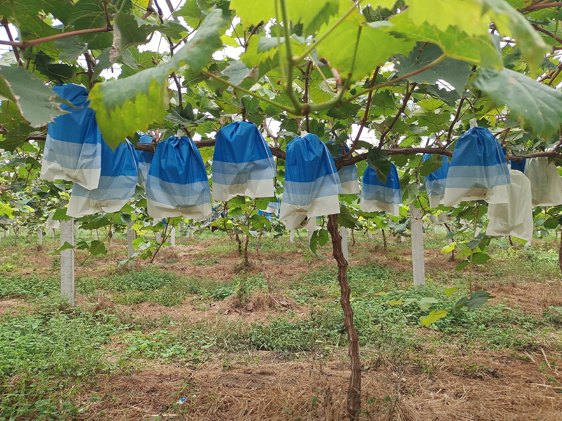 葡萄防鸟网覆盖示意图