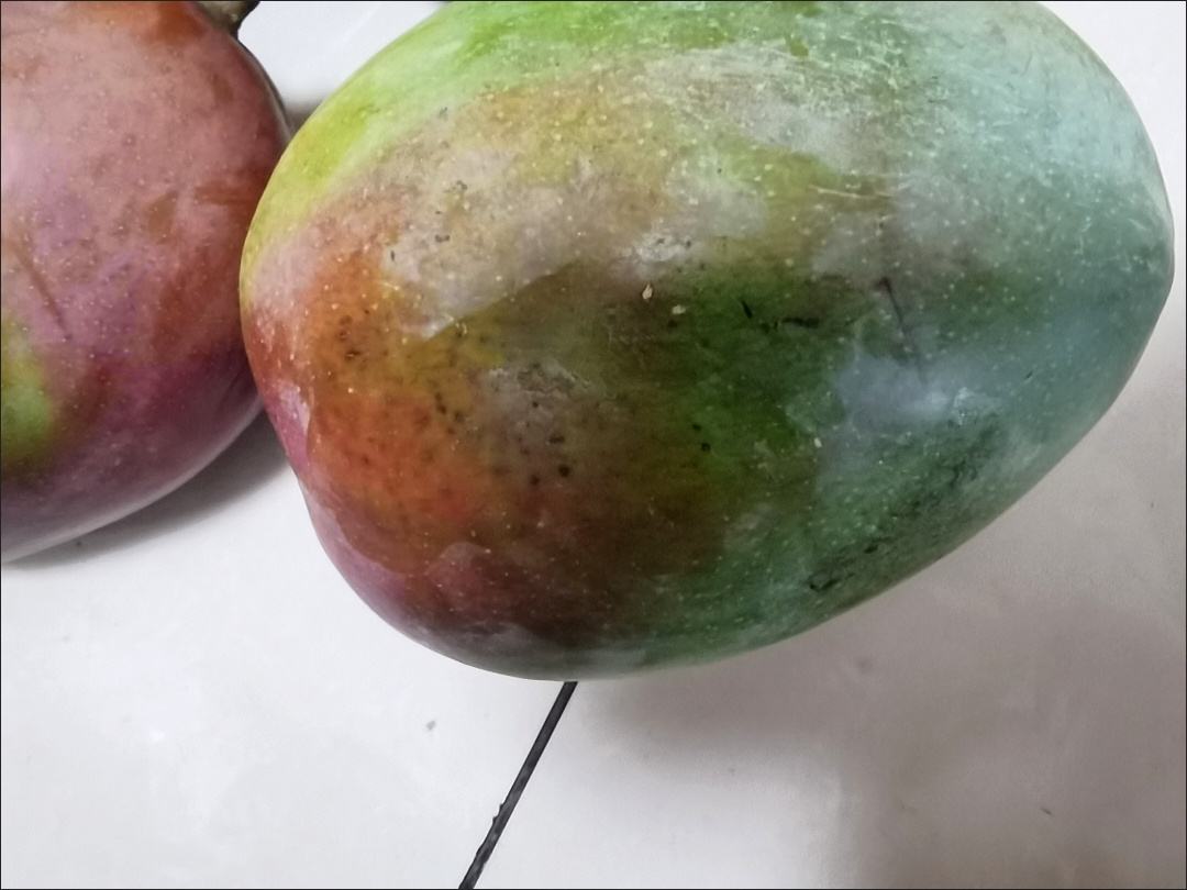 青芒果与成熟芒果对比图