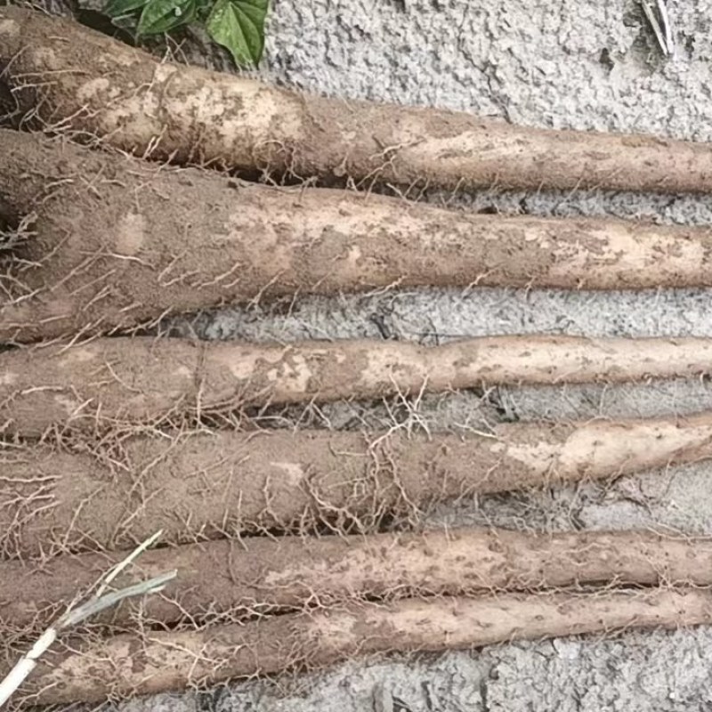 白玉山药新货