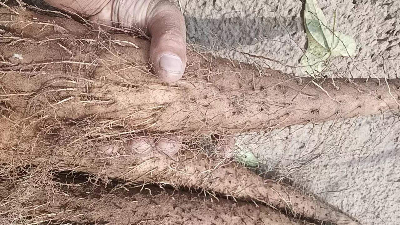 白玉山药与普通山药对比图