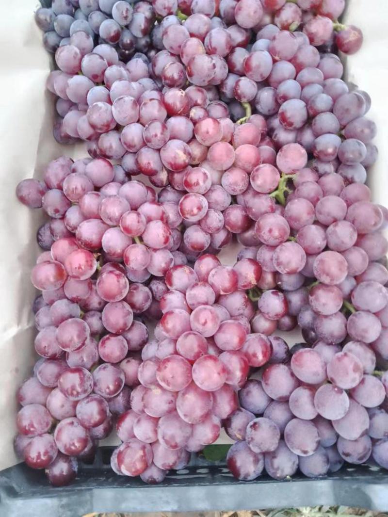精品冷库巨峰葡萄优选葡萄大量供应颗粒大口感好保质保量