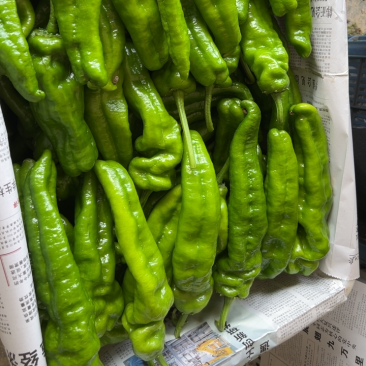 夏邑精选薄皮椒基地直供质量上乘货源充足对接商超市场