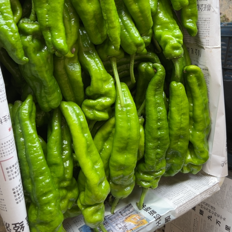 夏邑精选薄皮椒基地直供质量上乘货源充足对接商超市场