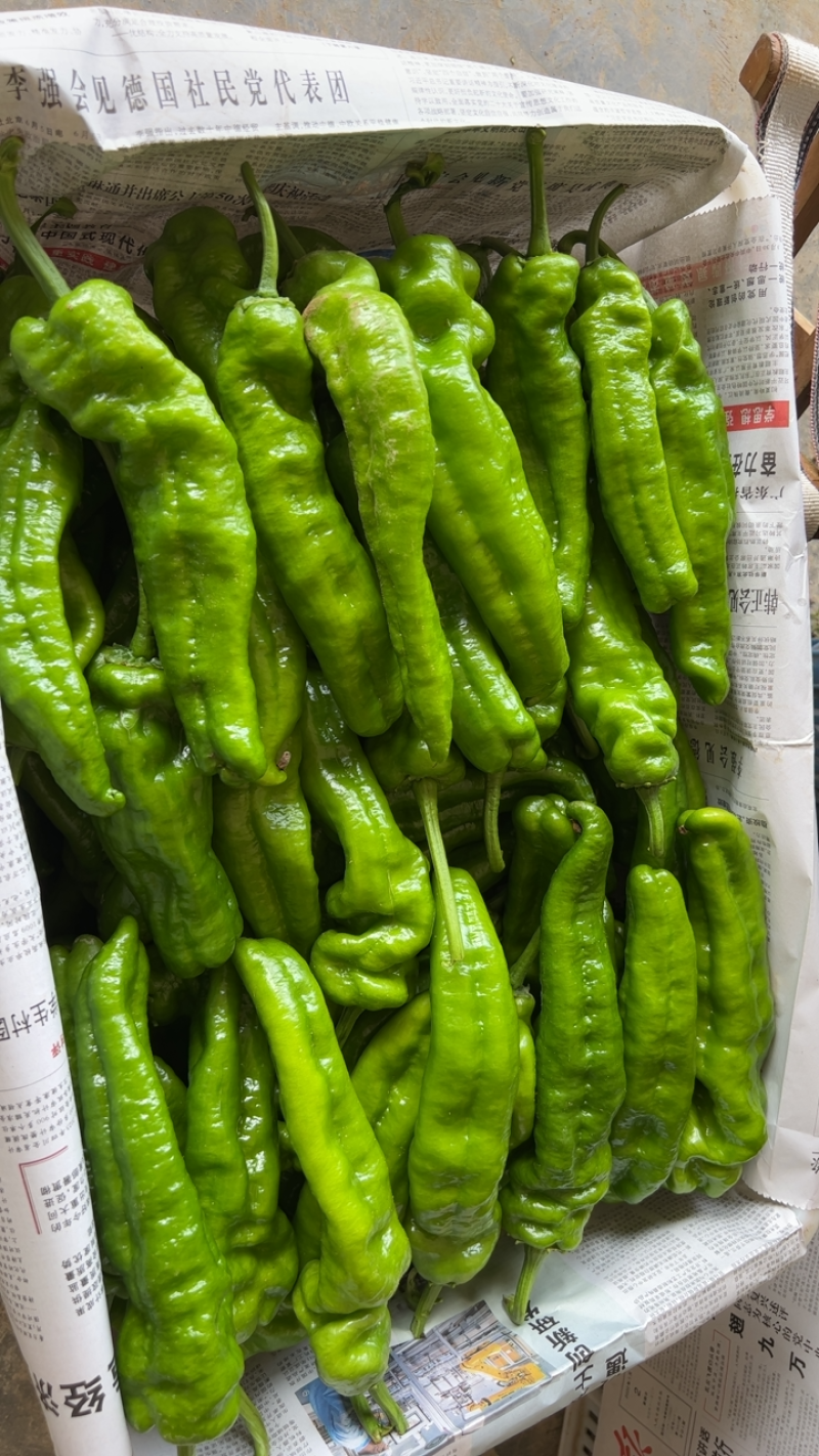 夏邑精选薄皮椒基地直供质量上乘货源充足对接商超市场