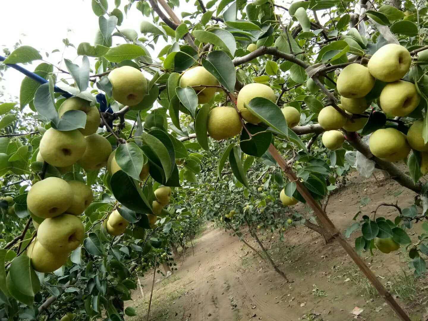 酥梨果园