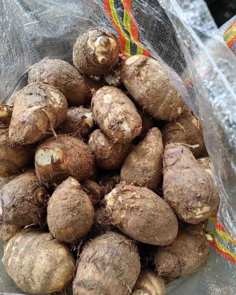 【实力货源】精品芋头日照芋头色泽金黄口感好品质正宗一手货源