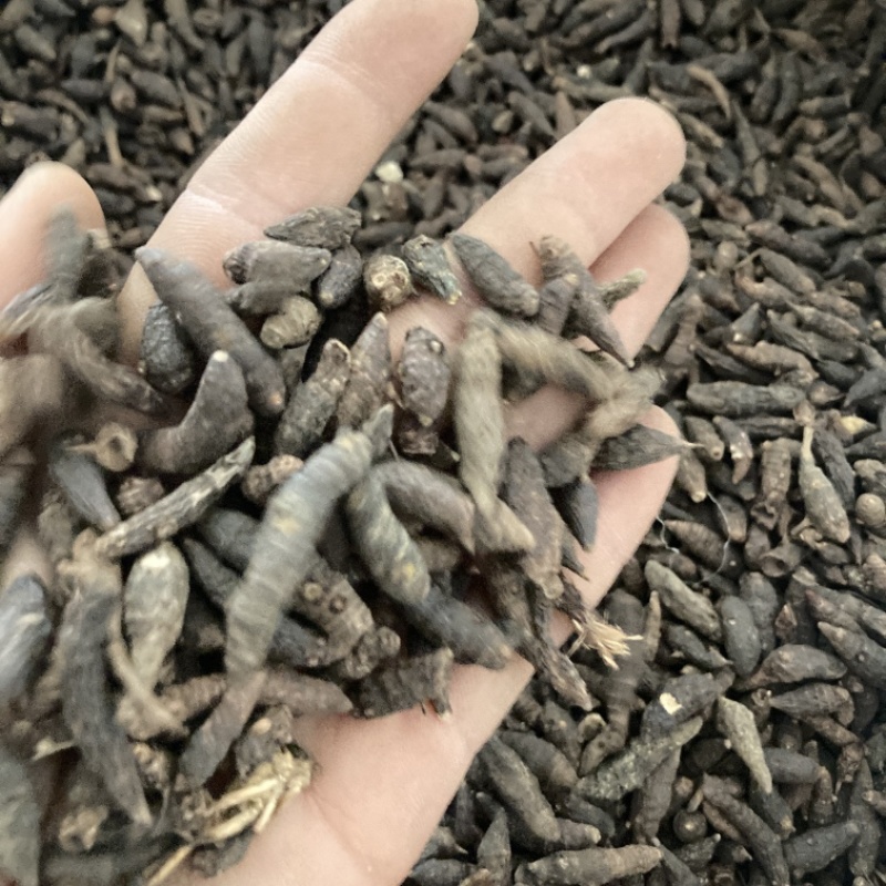 香付现货几吨13一公斤处理