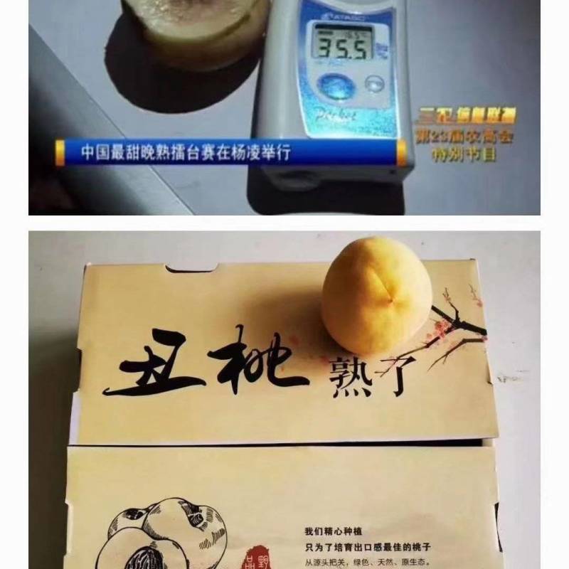 【山东冬桃】丑桃基地直发供应全国市场电商商超