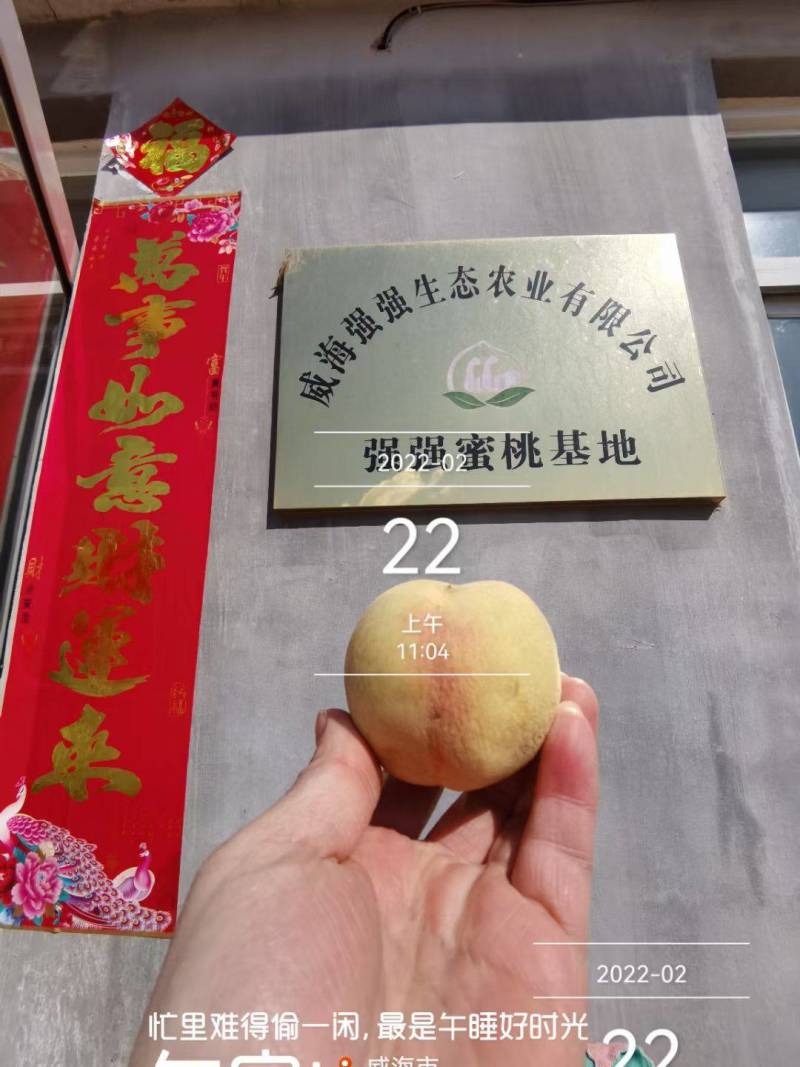【山东冬桃】丑桃基地直发供应全国市场电商商超