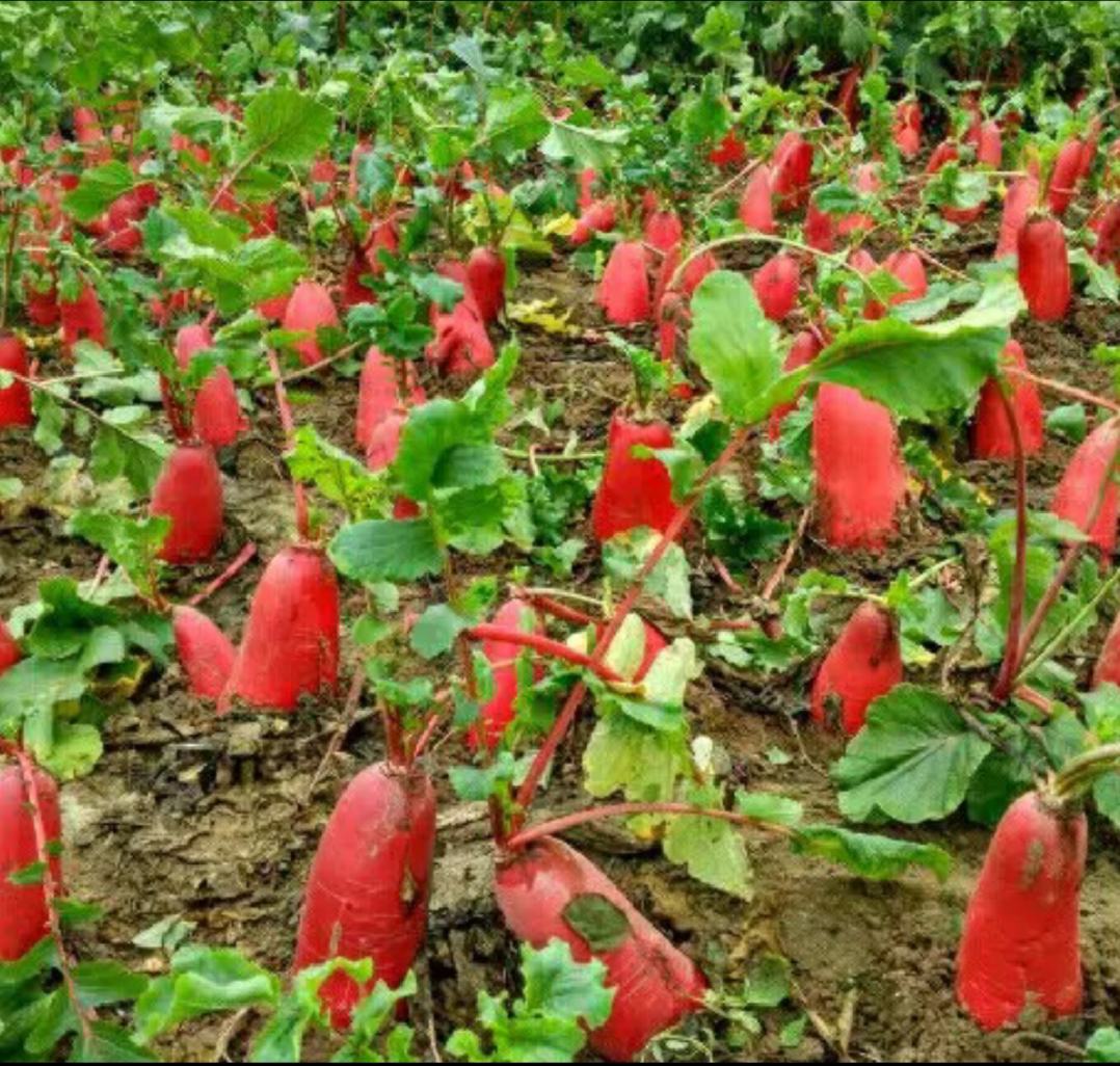 一片露天农田中整齐排列的红皮萝卜植株,绿色萝卜缨随风轻摆,部分萝卜已露出地面,显现出紫红色的根部;农民正在弯腰采收,远处有农用车辆停靠,土壤湿润呈深褐色,天空晴朗 红皮萝卜在农田中的生长场景