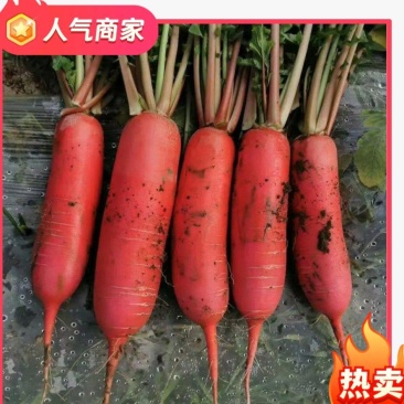 精品红皮萝卜，一手货源，质量保证，货源充足，欢迎采购