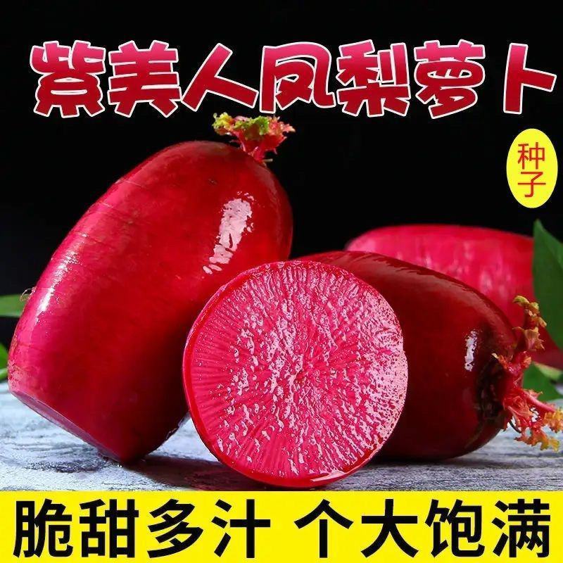 正品凤梨红心水果萝卜种子红紫皮红心冰糖甜脆种子春秋播紫红