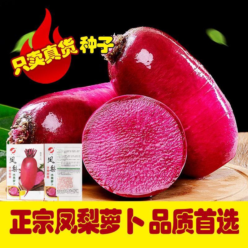 正品凤梨红心水果萝卜种子红紫皮红心冰糖甜脆种子春秋播紫红