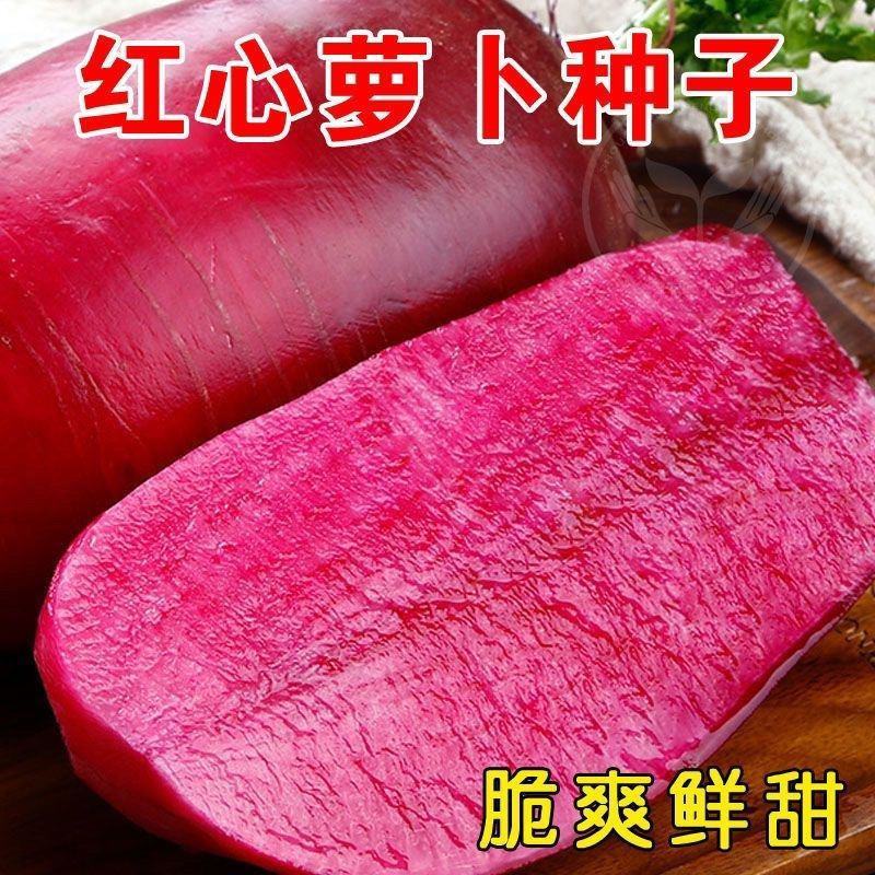 正品凤梨红心水果萝卜种子红紫皮红心冰糖甜脆种子春秋播紫红