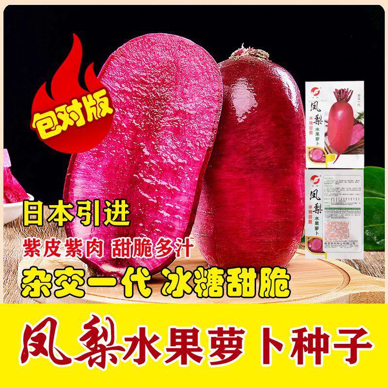 正品凤梨红心水果萝卜种子红紫皮红心冰糖甜脆种子春秋播紫红