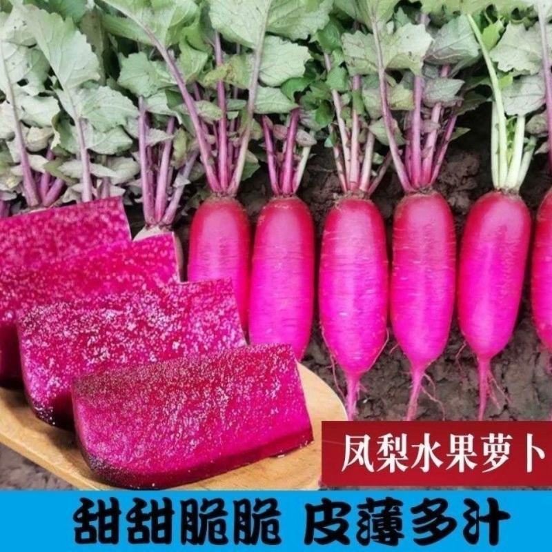 正品凤梨红心水果萝卜种子红紫皮红心冰糖甜脆种子春秋播紫红